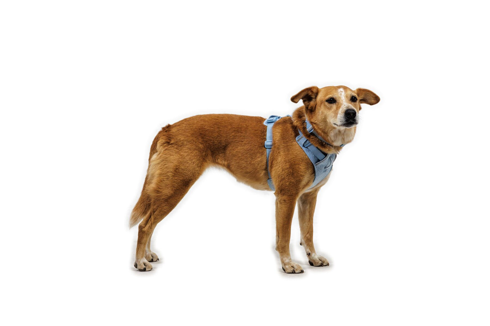 Front Range Flex Harness Polar Blue