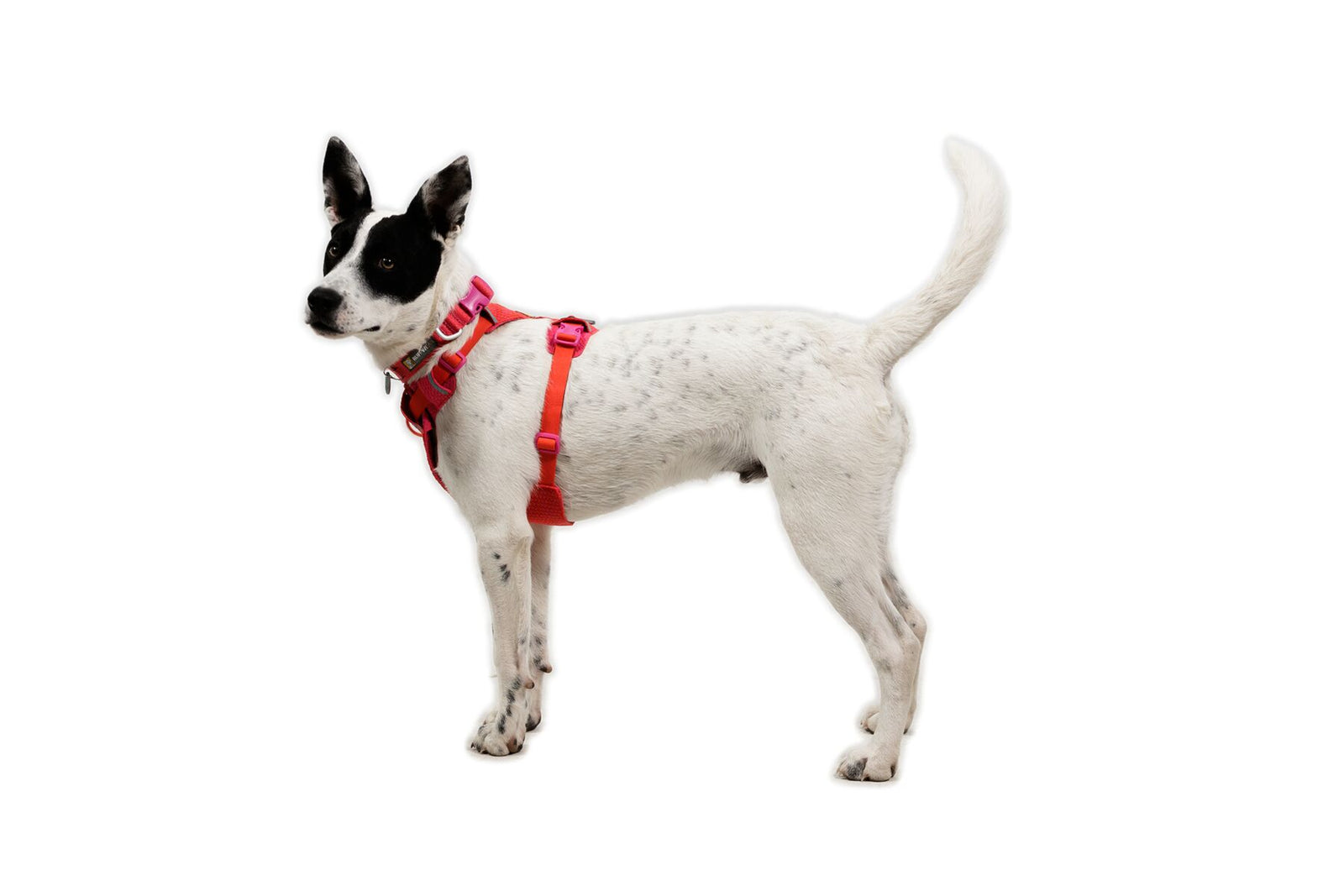 Front Range Flex Harness Rose Violet