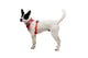 Front Range Flex Harness Rose Violet